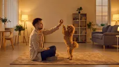 Waarom je hond gestopt is met spelen: 4 veelvoorkomende oorzaken en wat je als eigenaar kunt doen