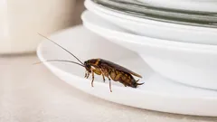 Zo doet 99% van de mensen het: daarom verschijnen kakkerlakken zelfs in schone woningen.