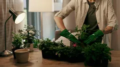 Kamerplanten verpotten: 5 signalen dat je plant toe is aan een grotere pot