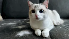 Zonder stofzuiger en kleefroller: een slimme truc om meubels vrij te houden van kattenhaar