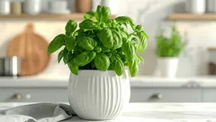 Hoe zorg je ervoor dat basilicum beter groeit, met behulp van een huistruc