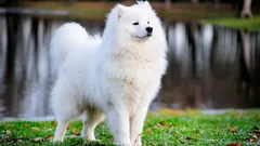 Acht van de zeldzaamste en duurste hondenrassen ter wereld: kenmerken en interessante feiten