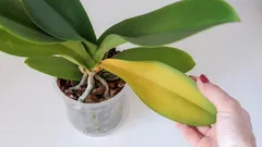 Waarom orchideeën geel worden: signalen en effectieve oplossingen