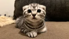 Deze katten zijn dol op hun baasjes — de 3 meest aanhankelijke rassen voor gezinnen met kinderen