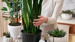 Hoe schimmel in huis te verwijderen: 5 kamerplanten die helpen bij hoge luchtvochtigheid