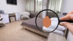 Hoe u zich kunt beschermen tegen het verschijnen van bedwantsen met behulp van effectieve huismiddeltjes