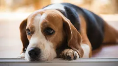 Wat voelt je hond wanneer je tegen hem schreeuwt, volgens experts