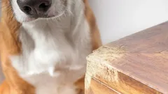 Waarom je hond op meubels kauwt: 8 veelvoorkomende oorzaken en effectieve oplossingen