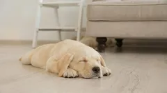 Waarom honden rondjes draaien voordat ze gaan slapen: het antwoord zal velen verbazen